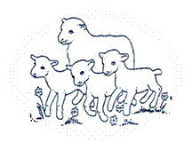 little_lambs little_lambs